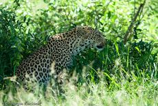 leopard (44 von 60).jpg